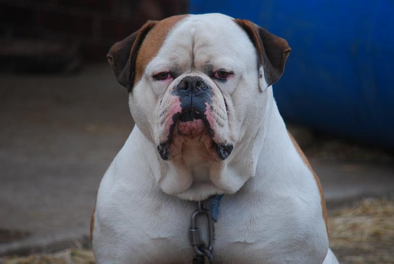 american bulldog brindle puppies. V.I.P. Bulldogs. Puppies