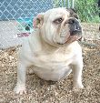 http://www.pawsitesonline.com/search/images/impressivebullies.jpg