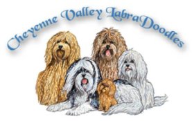 http://www.pawsitesonline.com/search/images/labradoodles.jpg