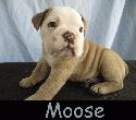 http://www.pawsitesonline.com/search/images/thumbs/Moose.jpg